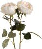 Blush Garden Rose