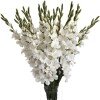 White Gladioli