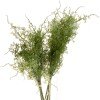 Asparagus Fern Bunch